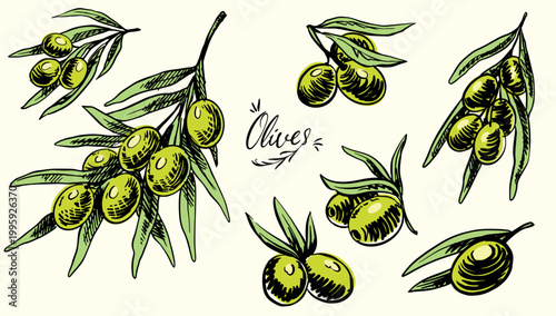 Group of green olives isolated on white background for oil or mediterranean food. Hand drawn illustration in sketch style.