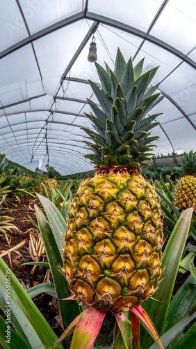Pineapple in a greenhouse