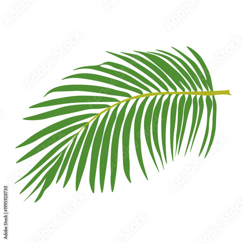 Green tropical palm leaf isolated on white background. Perfect for summer design, botanical themes, eco branding and tropical compositions.