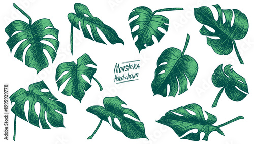 Monstera plant leaves. Tropical botanical illustration with hand drawn leaf in dot work style.