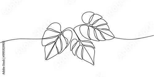 leaves of Nephthytis or Green Caladium continuous one line drawing, Fresh green arrowhead vine plant (Syngonium podophyllum) in black pot isolated on white background, Arrow head plant or ‎Syngonium.