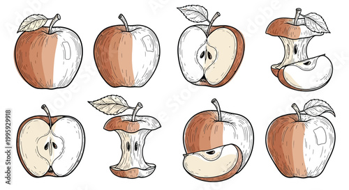Sketched apple drawings with sepia tones showing different stages of consumption like whole fruit core and pieces which are ideal for rustic farmhouse decor and traditional culinary projects.