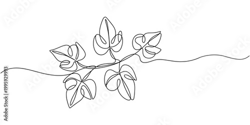 leaves of Nephthytis or Green Caladium continuous one line drawing, Fresh green arrowhead vine plant (Syngonium podophyllum) in black pot isolated on white background, Arrow head plant or ‎Syngonium.