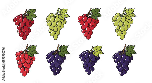 Variety of grape bunches in different colors including red green and purple with green leaves against white background isolated vector illustration.