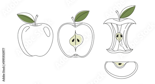 Stylized line drawing of an apple a cut apple core and apple slice with green leaves and stems on white background vector illustration.
