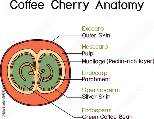 Educational coffee cherry anatomy (Coffea arabica) diagram, vector infographic with labels