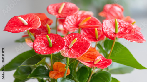 Red anthurium flowers with yellow spadix and green leaves in a bright indoor setting, anthurium