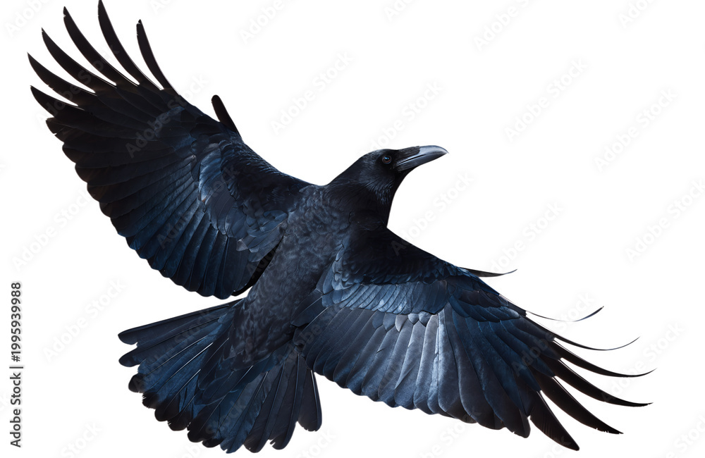 Fototapeta premium Black Raven Flying Isolated Transparent Background PNG