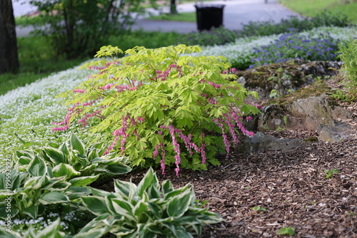 Beau buisson de Cœur saignant, Dicentra spectabilis 'Gold Heart'