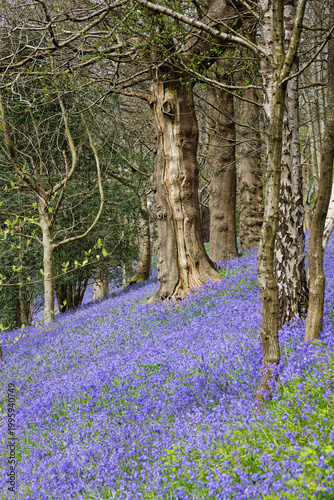 Bluebells at Emmetts at Ide Hill in Kent UK