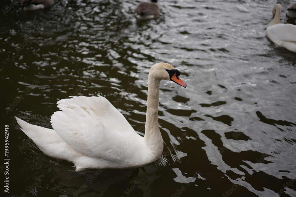 Fototapeta premium Swans in Ely, England