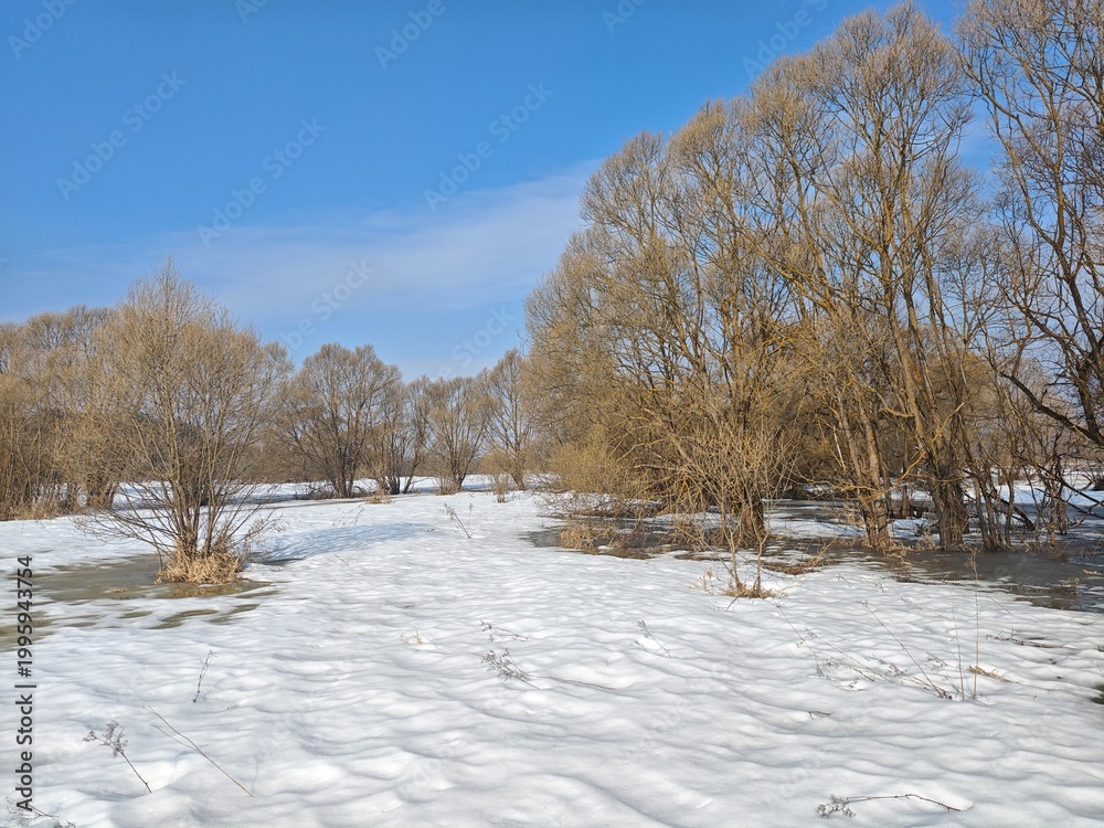 Fototapeta premium snow covered trees