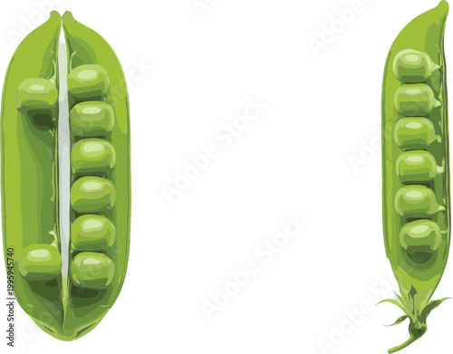 Green pea pods with fresh peas inside healthy vegetable food illustration realistic vector isolated on light background