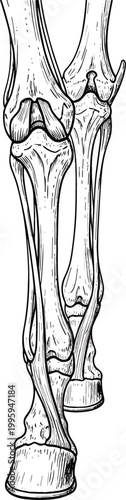 Horse leg anatomy illustration detailed equine bones structure vintage engraving style medical study vector isolated on light background