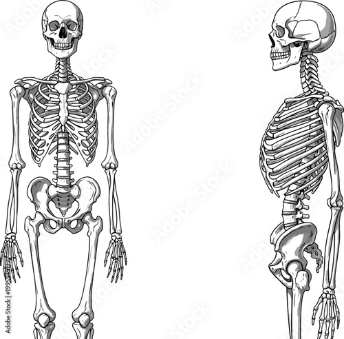 Human skeleton anatomy front and side view detailed bones structure medical study vintage engraving style vector illustration isolated on light background