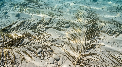 Underwater view of palm leaves on the sandy ocean floor.