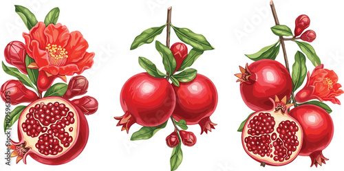Pomegranate fruit set with flowers and cut pieces detailed botanical illustration fresh red juicy seeds vector isolated on light background