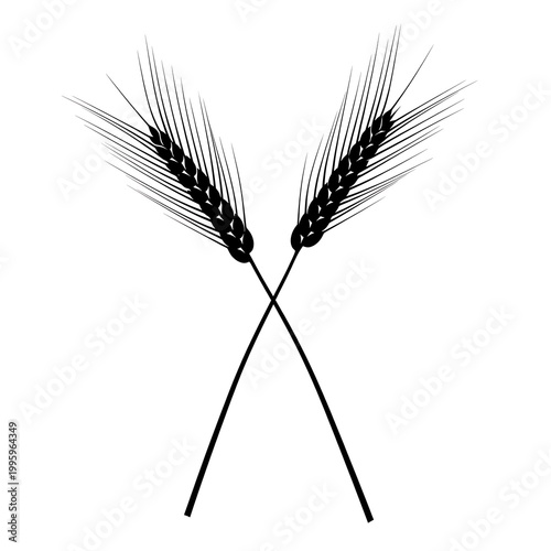 Wheat Stalks Crossed Silhouette Illustration on White Background.