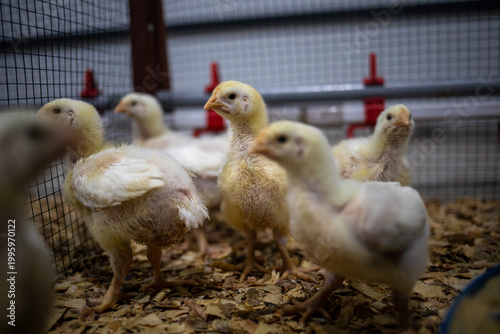 Group of 10-day-old Ross broiler chicks growing in a commercial poultry farm environment