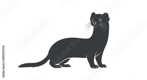Photography Black mink standing on white background.