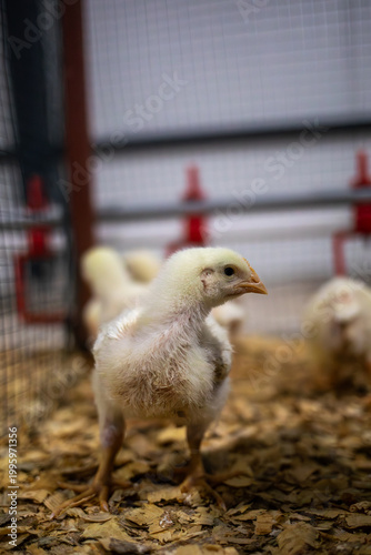 Side profile of a 10-day-old Ross broiler chick in a modern poultry farm with automated watering system