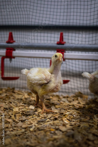 Full body shot of a growing Ross broiler chick standing on wood shavings in a commercial poultry house