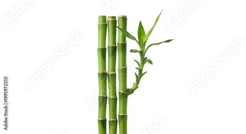 Minimal black silhouette icon, simple flat vector, bold black shape, no, no shading three stalks of lucky bamboo on a, flat icon style