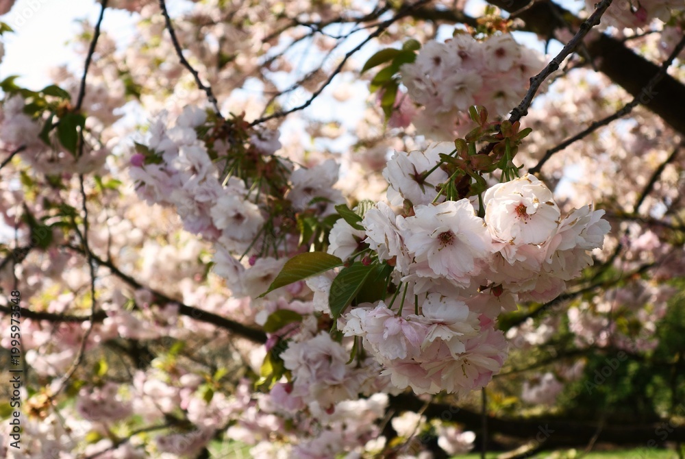 Obraz premium Close up of cherry blossom bloom in spring. 