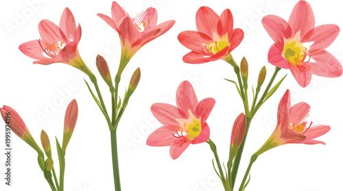 Pink lily flowers with buds and green stems illustrating spring botanical elements, floral arrangement, garden plants, and decorative nature vector illustration