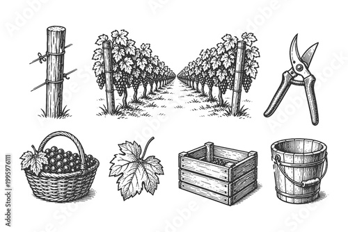 Panoramic vineyard landscape and harvest set including grapevines, crate, bucket, and pruning shears in a classic hand-drawn etching style.