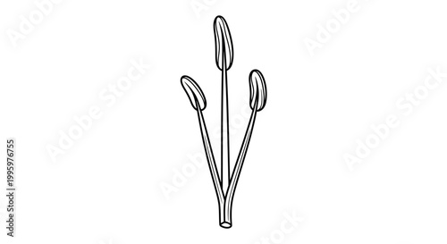 Simple illustration of a plant pistil with three stigma lobes