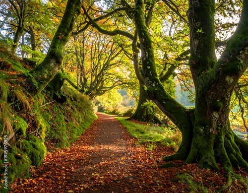 Autumn forest path with trees sunlight.