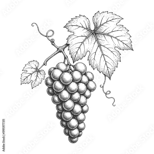 Detailed Bunch of Grapes with Leaf Vector Illustration Hand Drawn in Vintage Engraving Style for Wine Label and Organic Food Graphic Design