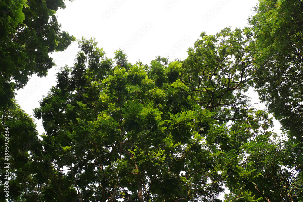 Fototapeta premium Green leaf isolated transparency background..