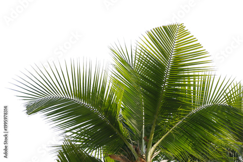 Coconut Palm Leaf isolated transparency background.