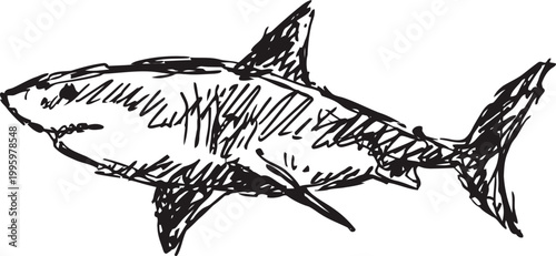 Sketch of a great white shark swimming with detailed rough black ink lines on white background