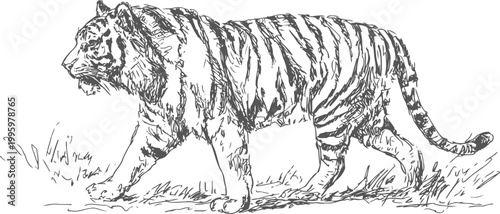 black and white illustration of a majestic tiger walking through grass with detailed stripes and textured fur