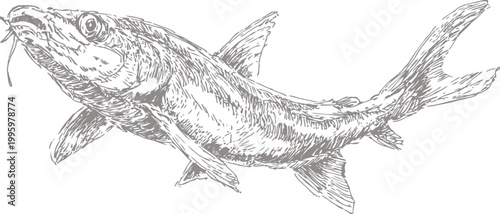 Detailed vintage illustration of a catfish swimming underwater with whiskers and fins visible