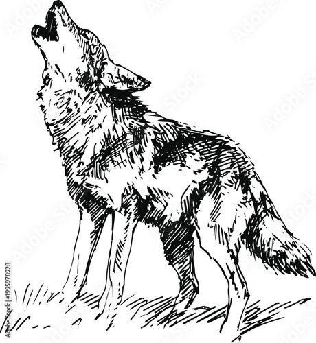 howling wolf illustration, wild animal silhouette in sketch standing on grass