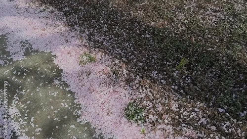 Cherry Flowers Blooming in Lugano, Canton Ticino, Switzerland