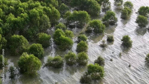 Aerial drone view of green mangrove forest with tidal water