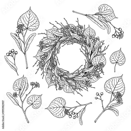 Detailed Hand-Drawn Botanical Illustration of Linden Tree Elements and a Decorative Wreath