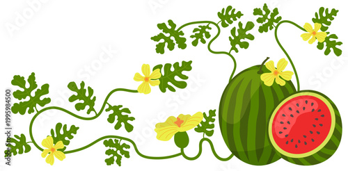 Watermelon vine with leaves flowers and fruits, summer harvest decorative composition vector