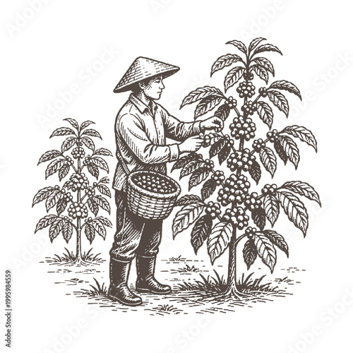 Professional coffee farmer harvesting beans vector illustration featuring a worker in a conical hat among coffee trees in a classic woodcut style.