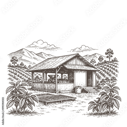 Rustic coffee farm processing shed vector illustration set in a mountainous plantation background with a detailed vintage engraving style for packaging.
