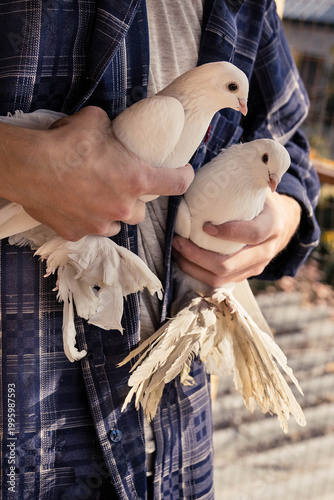 A person in a plaid shirt is gently holding two beautiful white pigeons