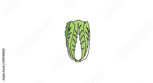 Chinese Cabbage Line art minimal geometric abstract color illustration