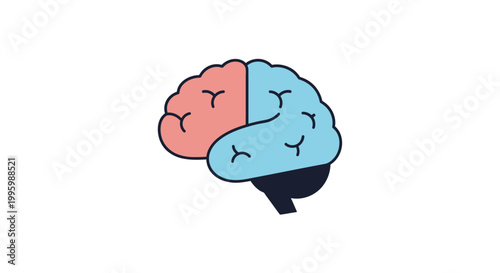 Brain Divided into Two Hemispheres.