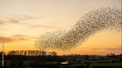 Massive flock of starlings forming murmuration at orange sunset