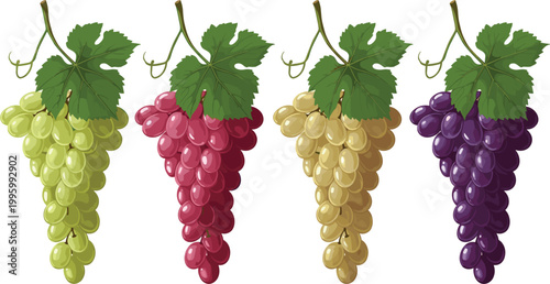 Grapes bunch collection with green, red, golden and purple varieties, fresh vineyard fruit set with leaves isolated on light background vector illustration